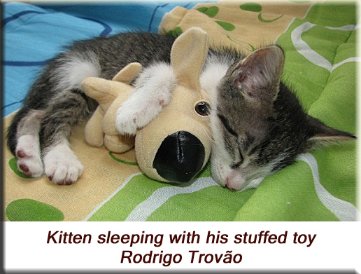 Rodrigo Trovão - Kitten sleeping with his stuffed toy